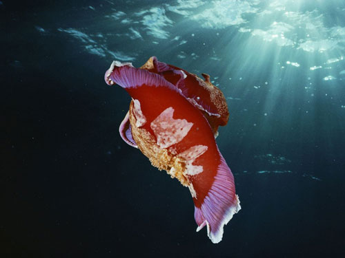 spanish dancer nudibranch doubilet photography
